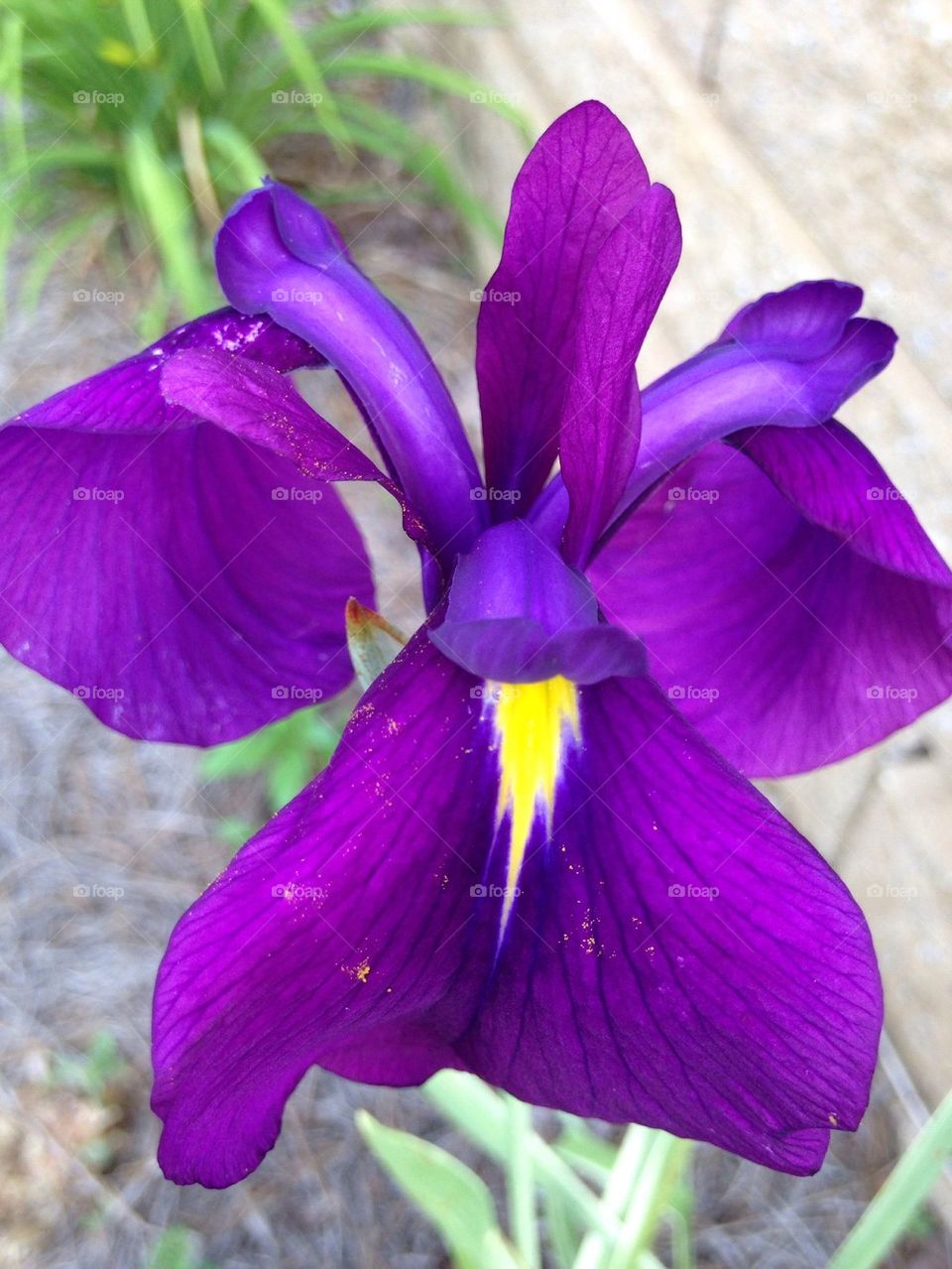 Purple Iris