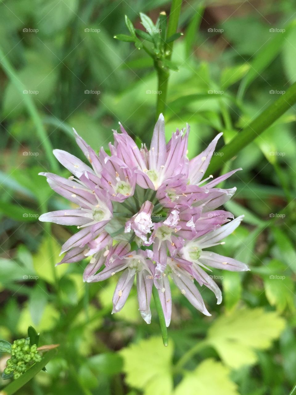 Chives flower