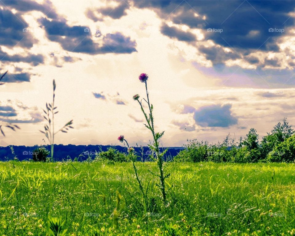 A flower in a field in Maryland