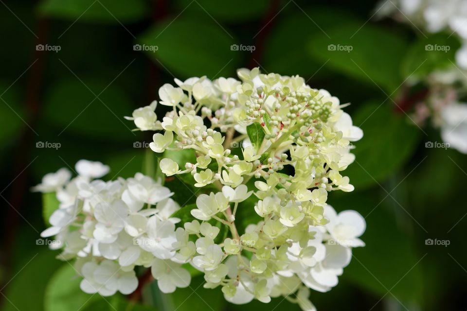 Soft and delicate burst of blooms 