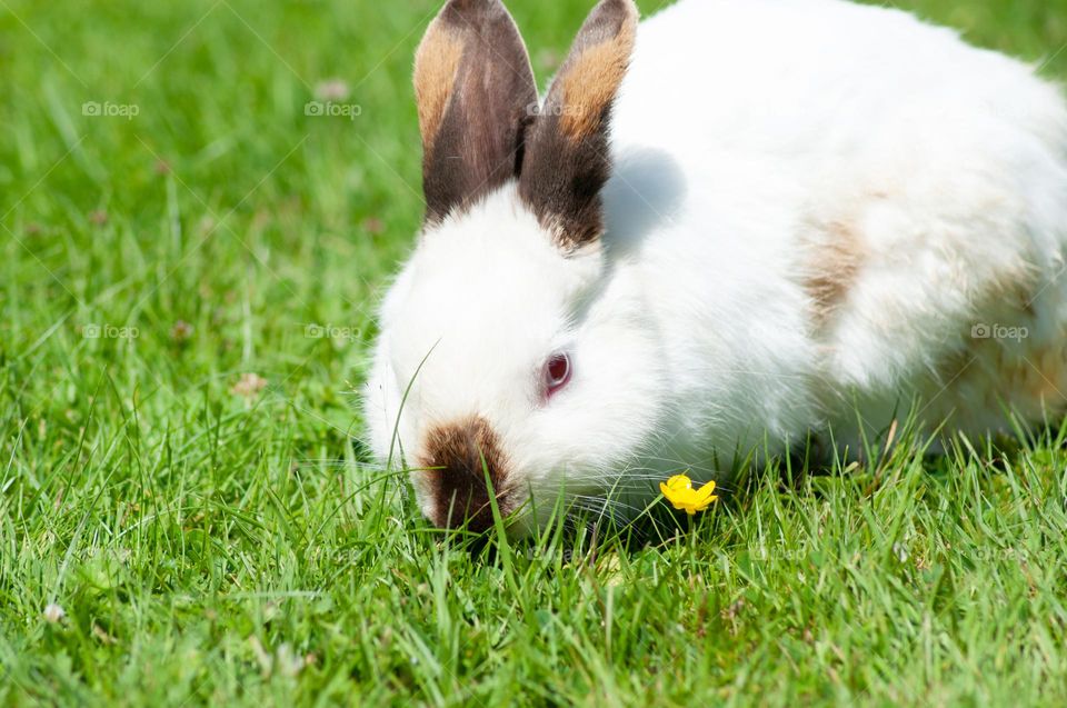 white rabbit with black ears nibbles green grass in the park, year of the rabbit 2023, easter bunny