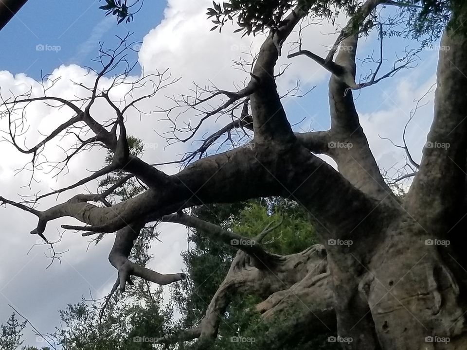 Tree, Wood, Nature, No Person, Branch