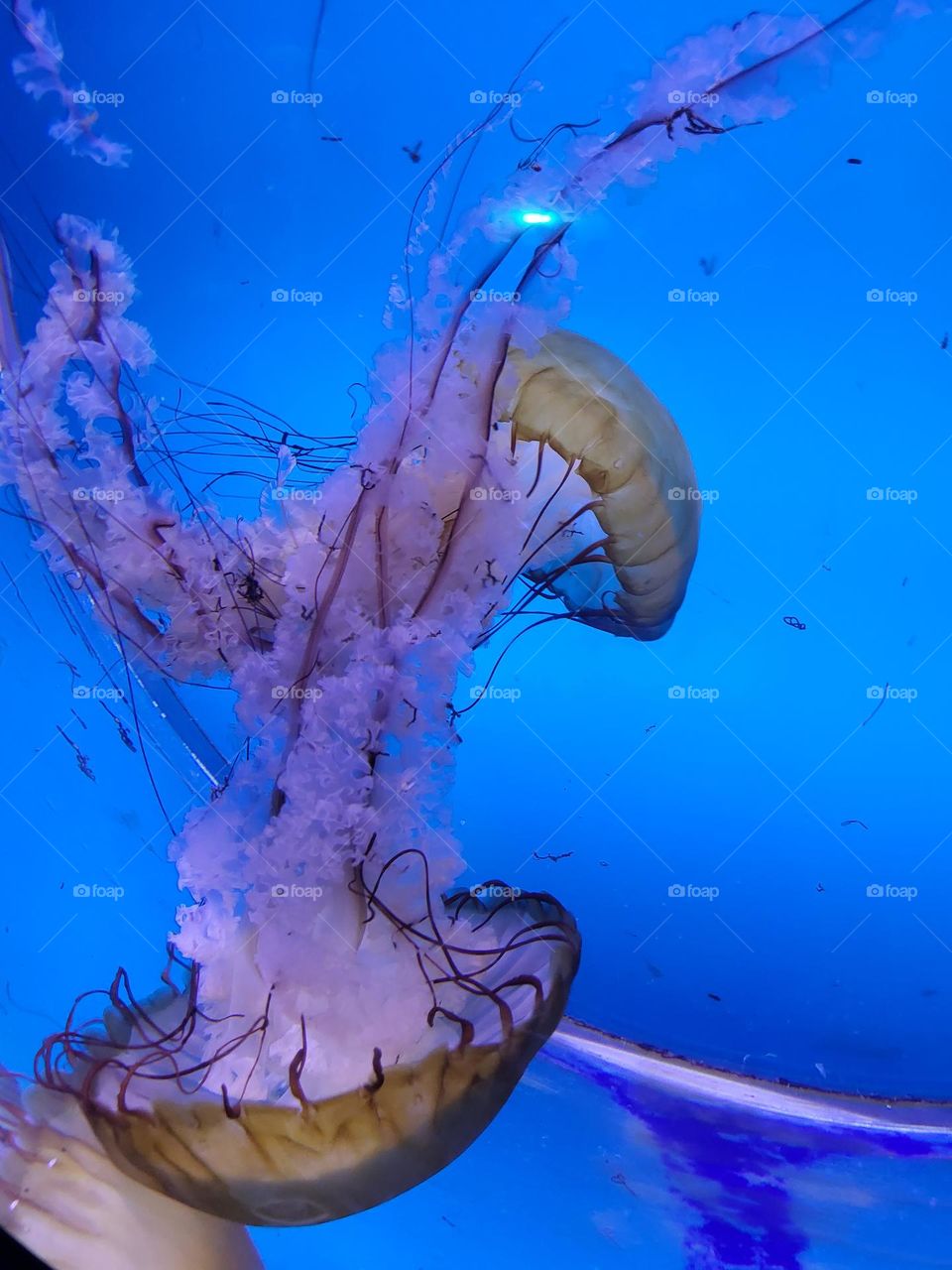 entangled Jellyfish