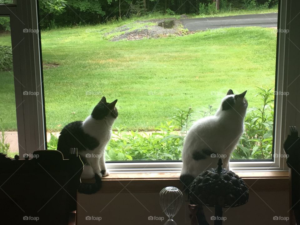 Cats supervising the outside 