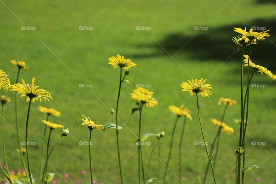 Yellow flowers in a row