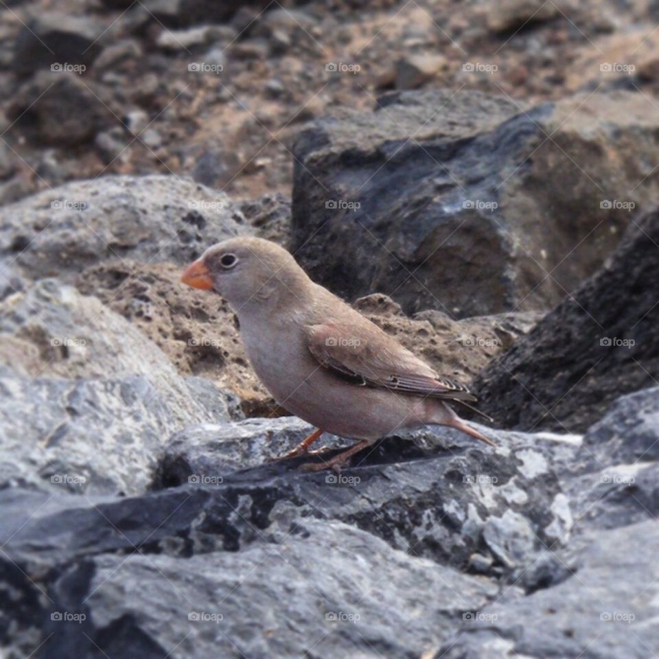 Bird and rocks