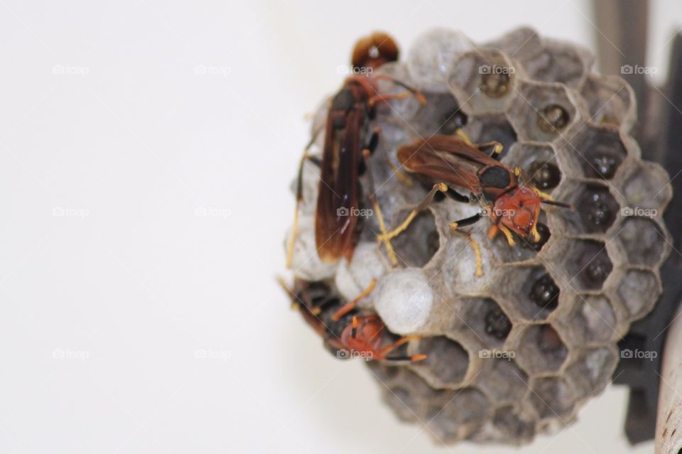 Insects,  Não-Me-Toque,  RS,  Brasil.