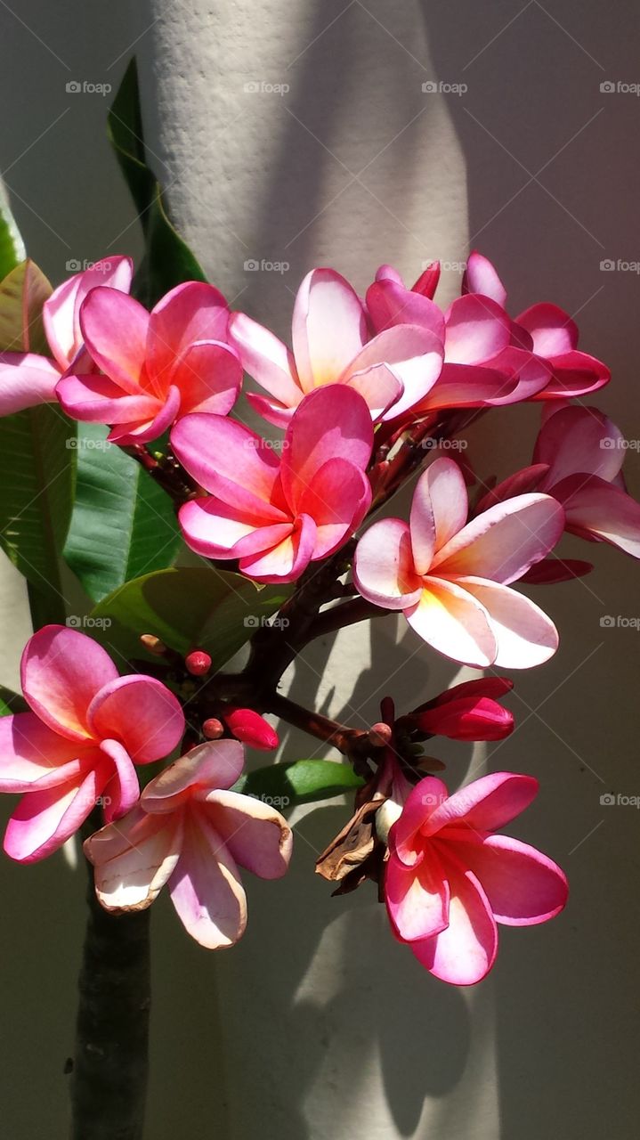 Frangipani