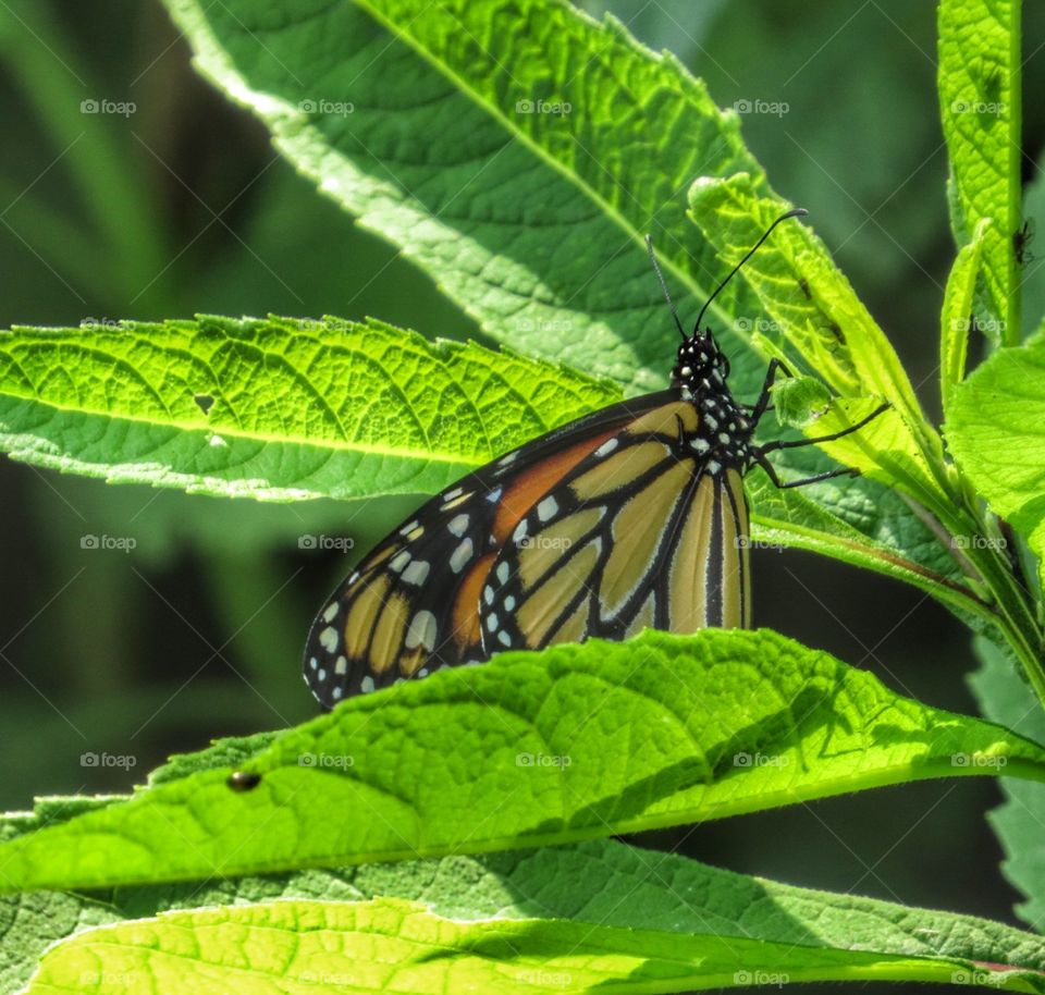 Monarch butterfly on a green leaf.