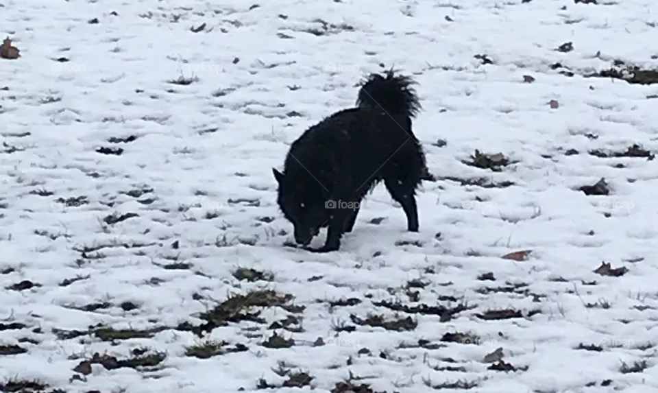 Dog