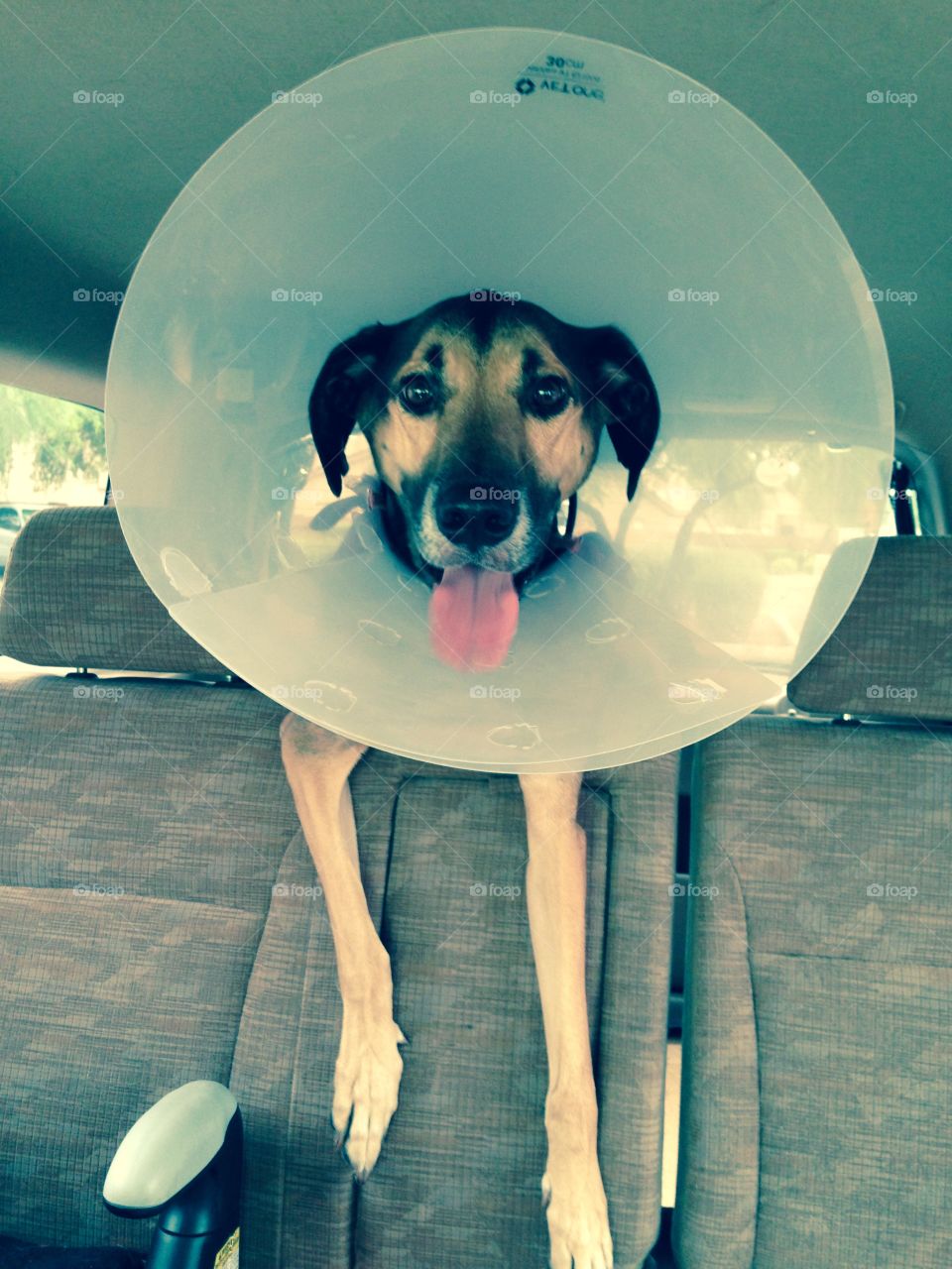 The cone of shame. Dog in an e-collar. 