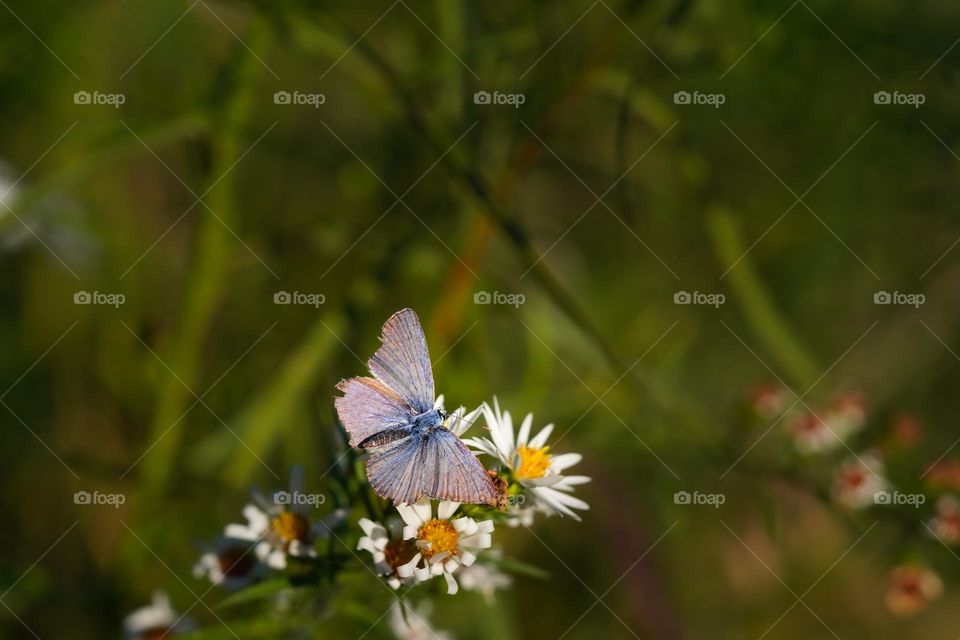 blue butterfly 