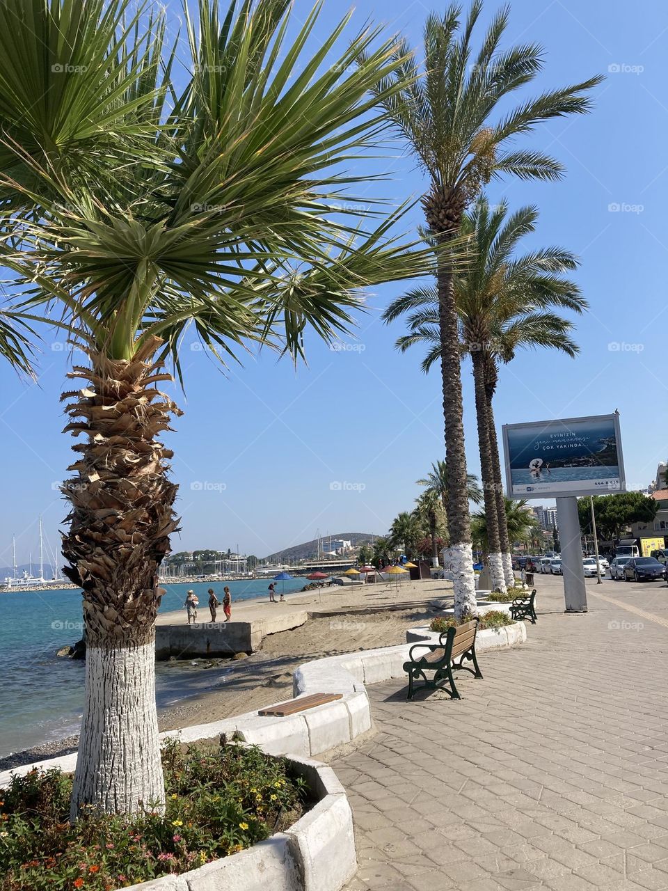 Sunny day stroll by the ocean. Palm trees and blue sky