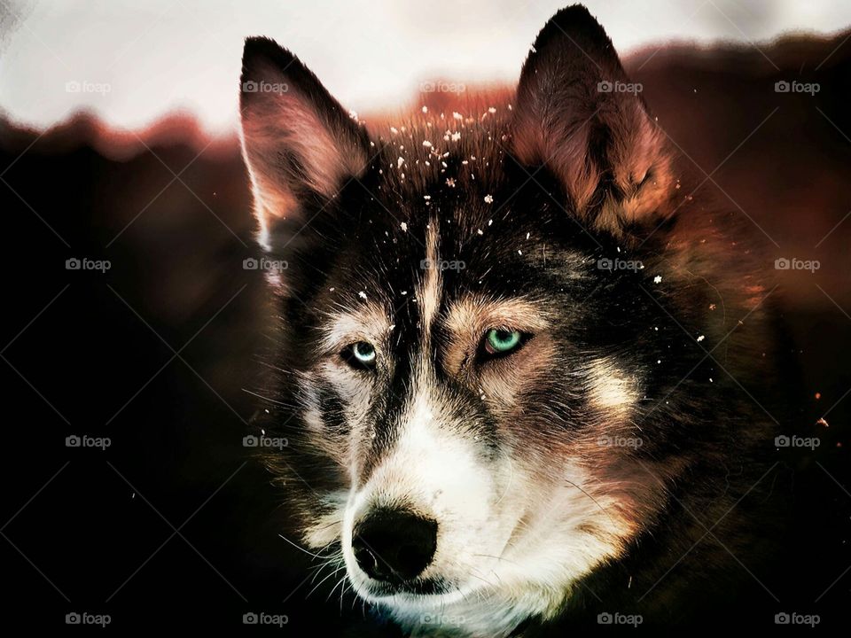 Name: Wolf 
Art: Photomanipulation
Creator: Angel Fernandez