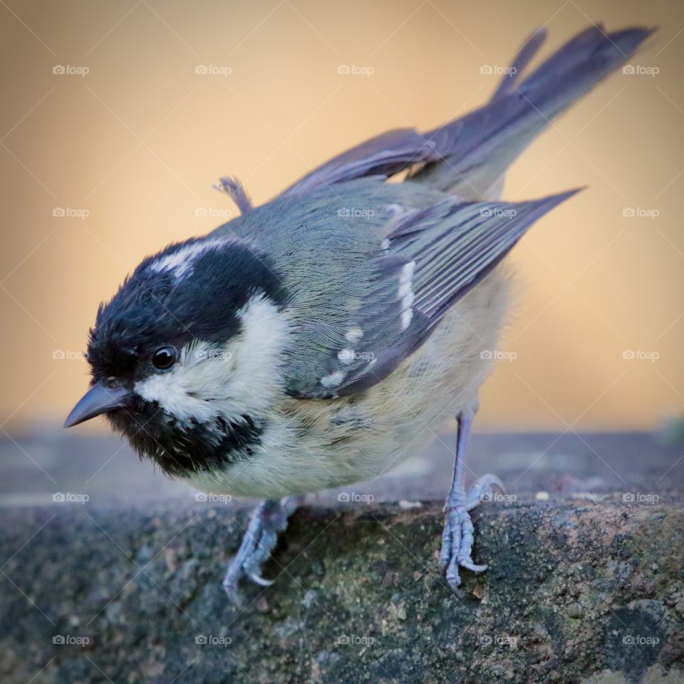 Coal tit