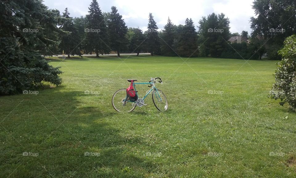 Fugi with the pine trees.