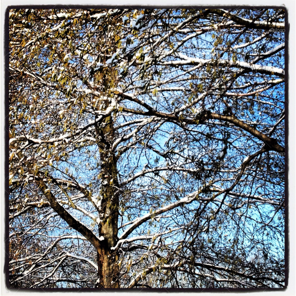 snow winter trees blue sky by Nietje70