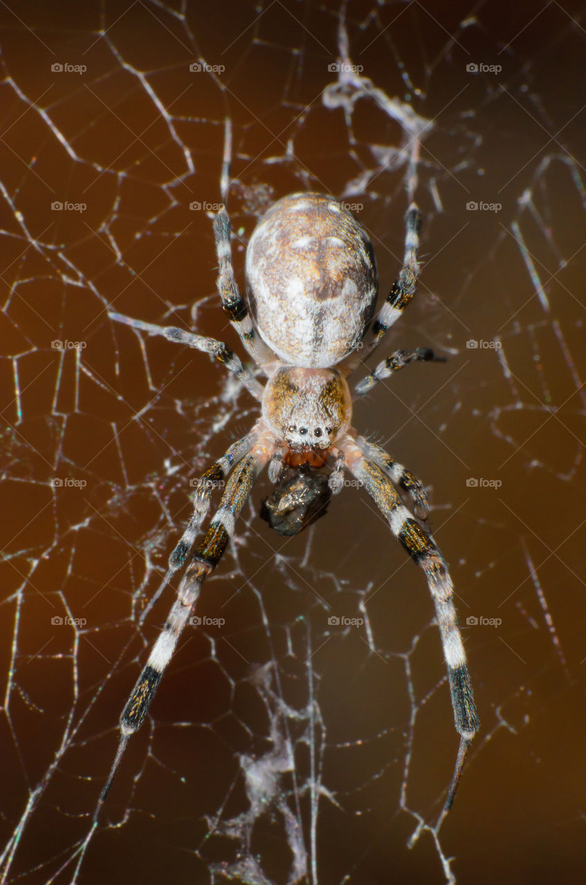 Spider on the cobweb.Spider at rest in chaotic cobweb.Closeup of a cross spider in its cobweb.