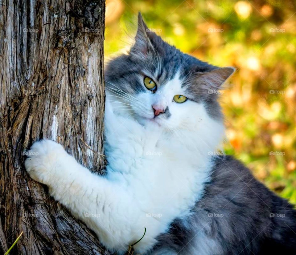 Cat by Tree