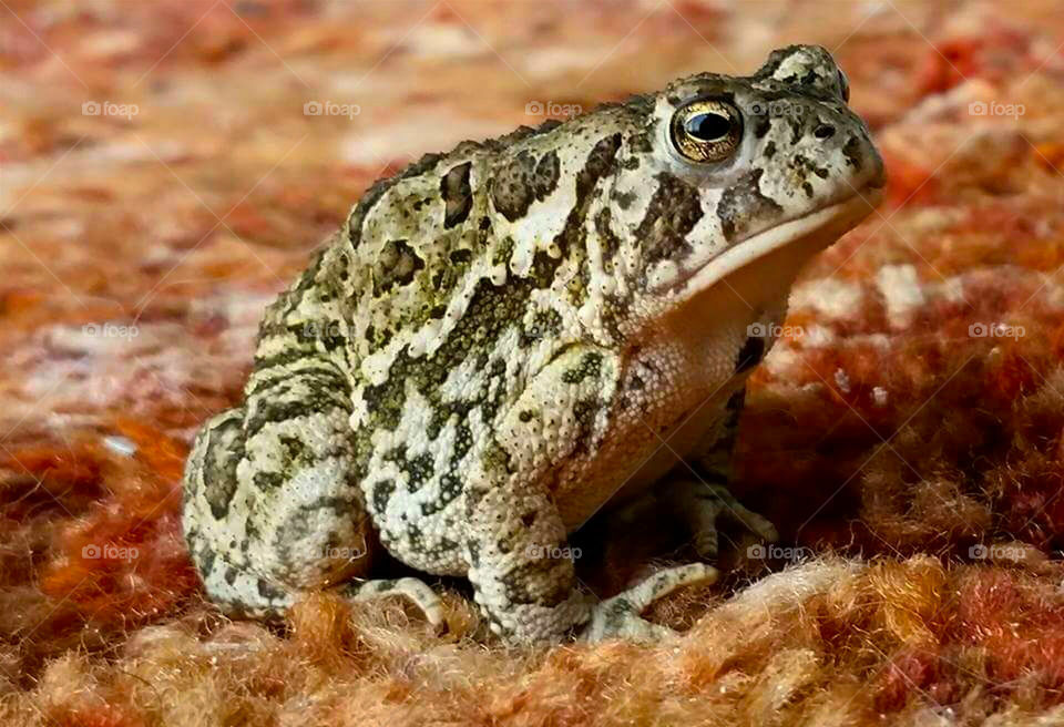 Toad