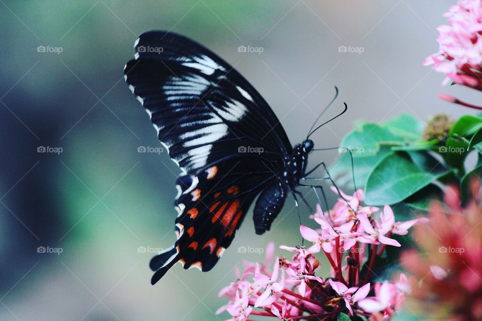 Butterfly, Butterfly on the pink flower, Beautiful butterfly, Butterfly and flowers, Butterfly sucking nectar, Monarch butterfly,Red butterfly,red and black butterfly