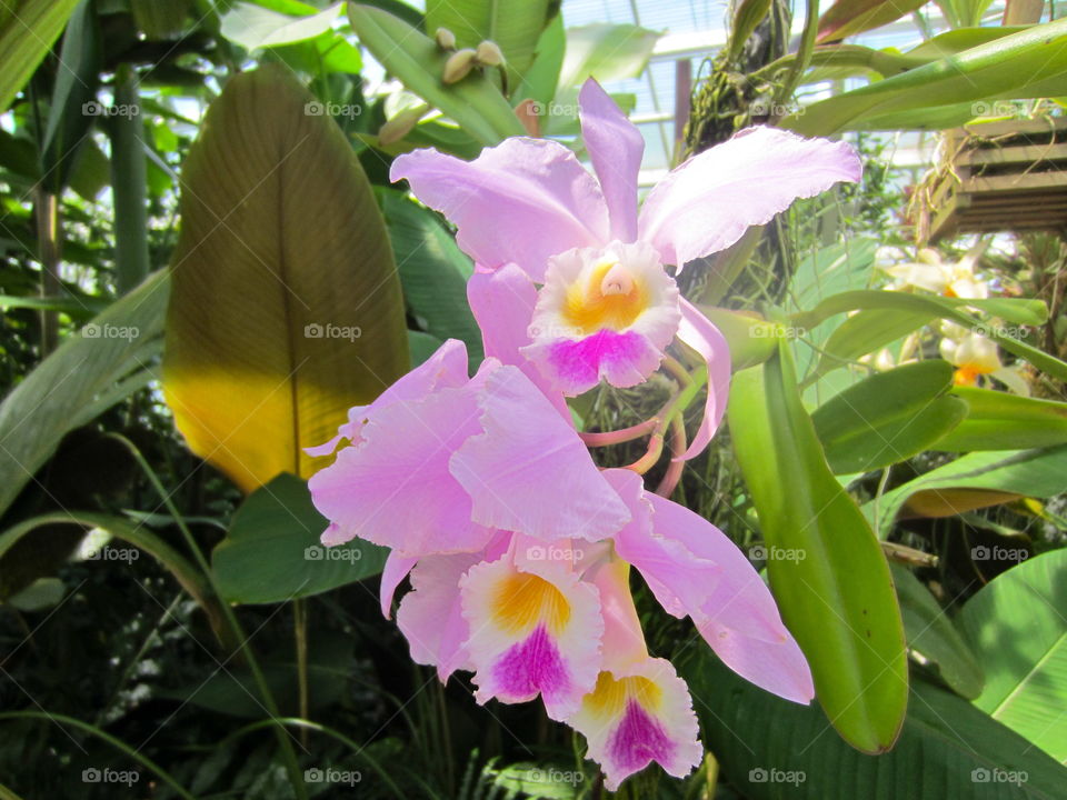 Light purple flowers