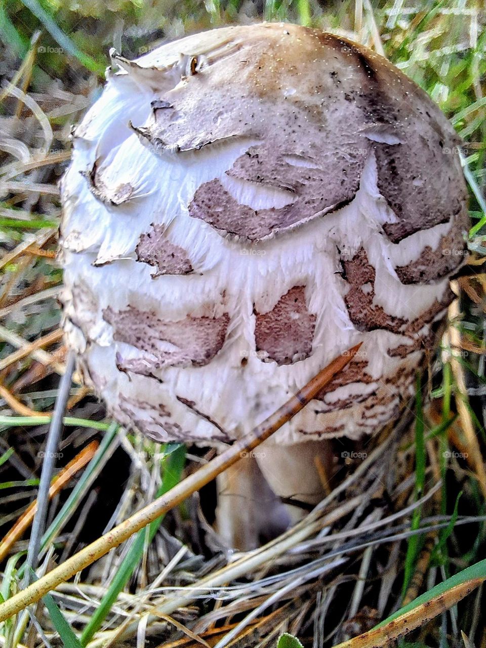 Close-up of a large shaggy inkcap mushroom surrounded by green and autumnal foliage