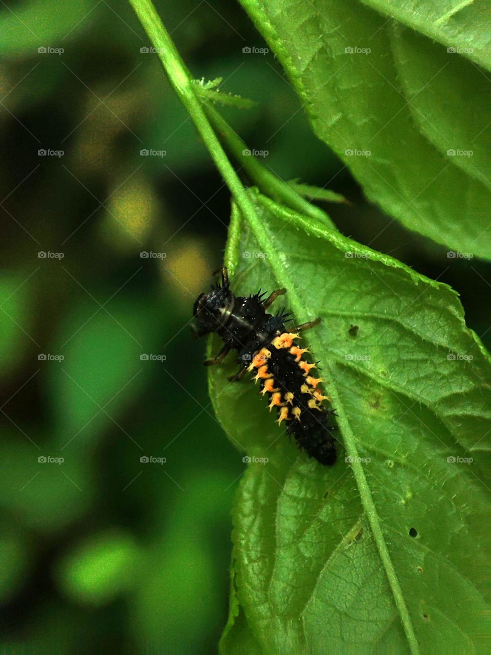 Macro photo of a caterpillar on a leaf