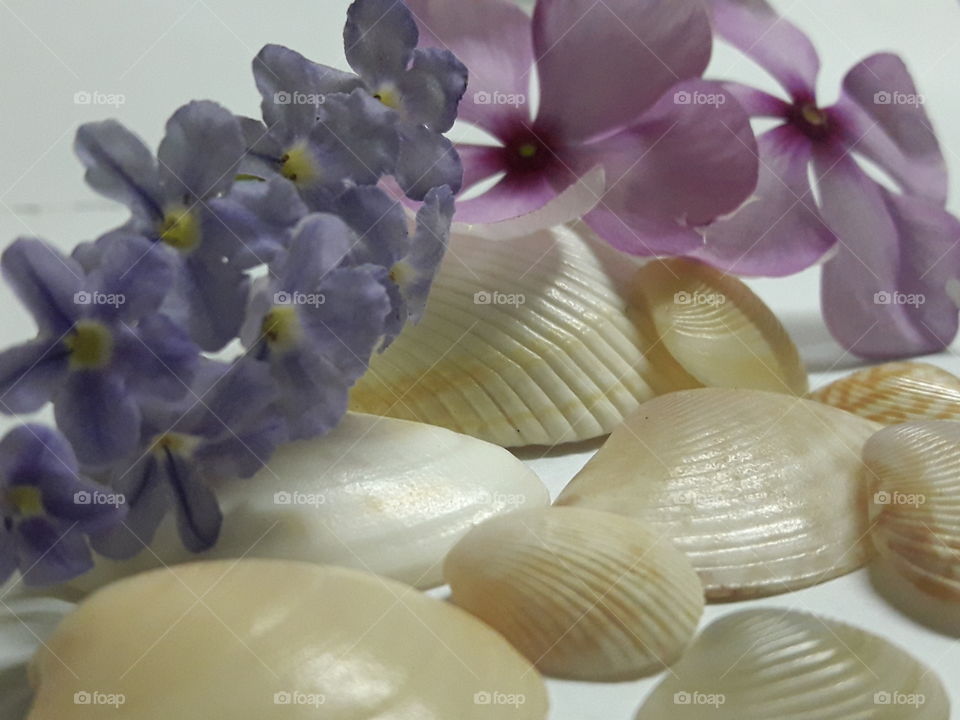 shells with flowers