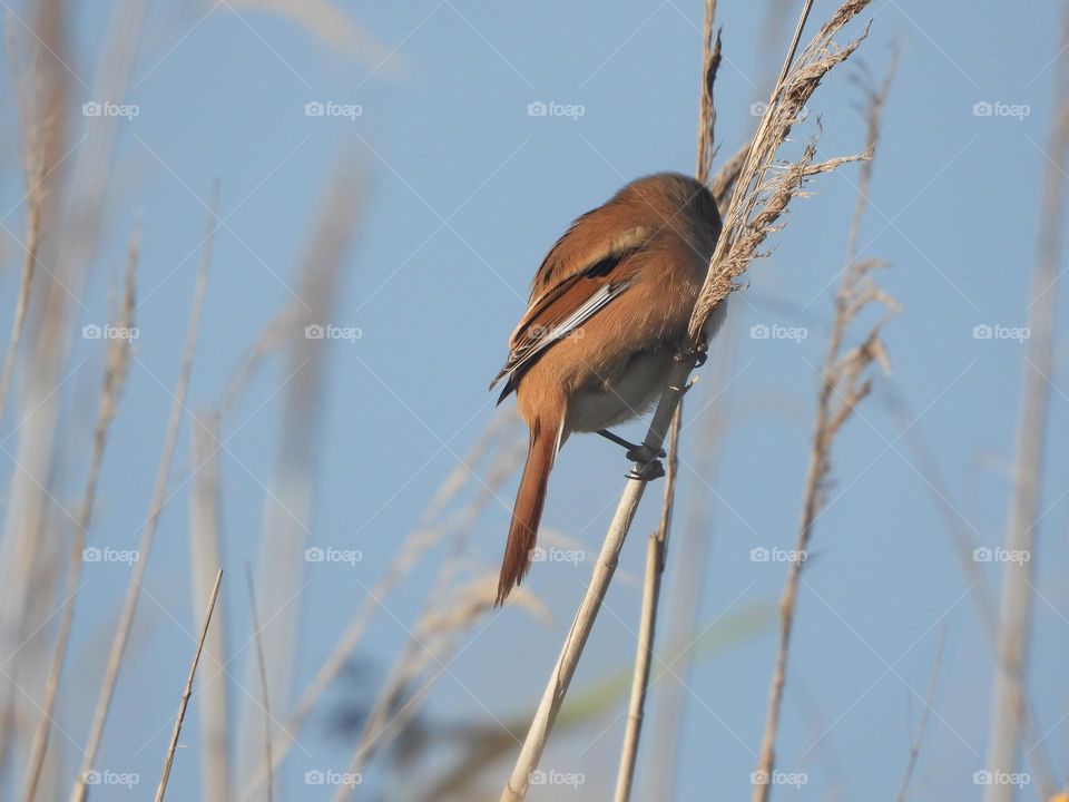 A close up of a bearded tit