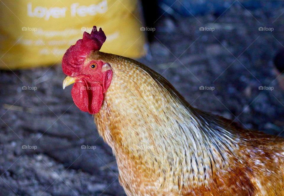 A rooster stands guard at the doorway of a chicken coop