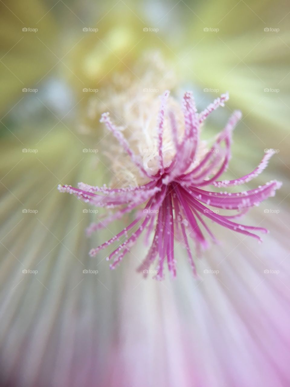 Closeup of stamen