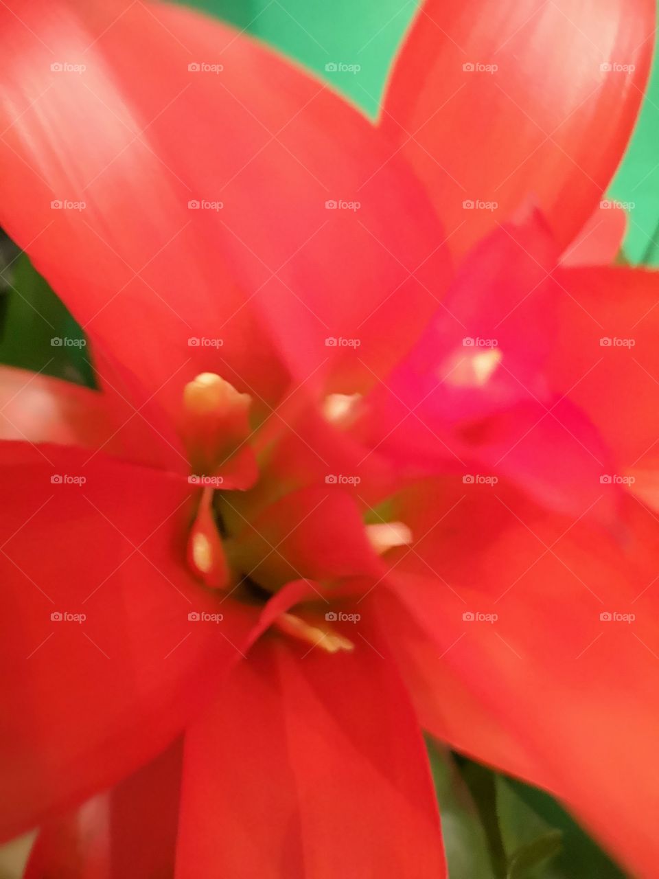 02-11-18 Red Flower 3