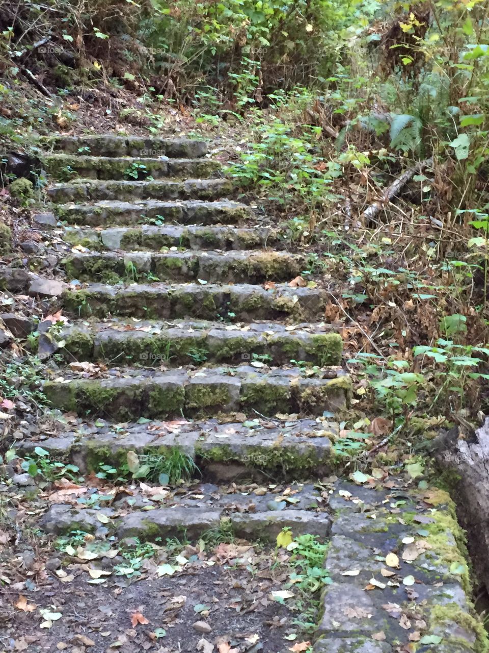 Stairs in the woods