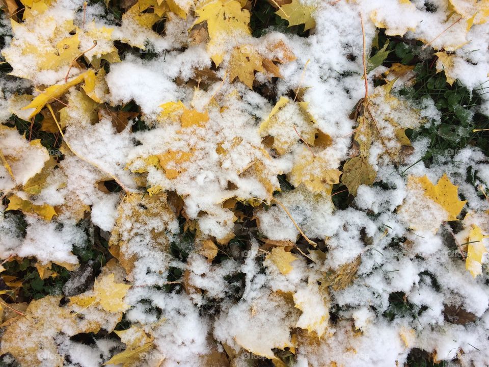 Fall Snowfall