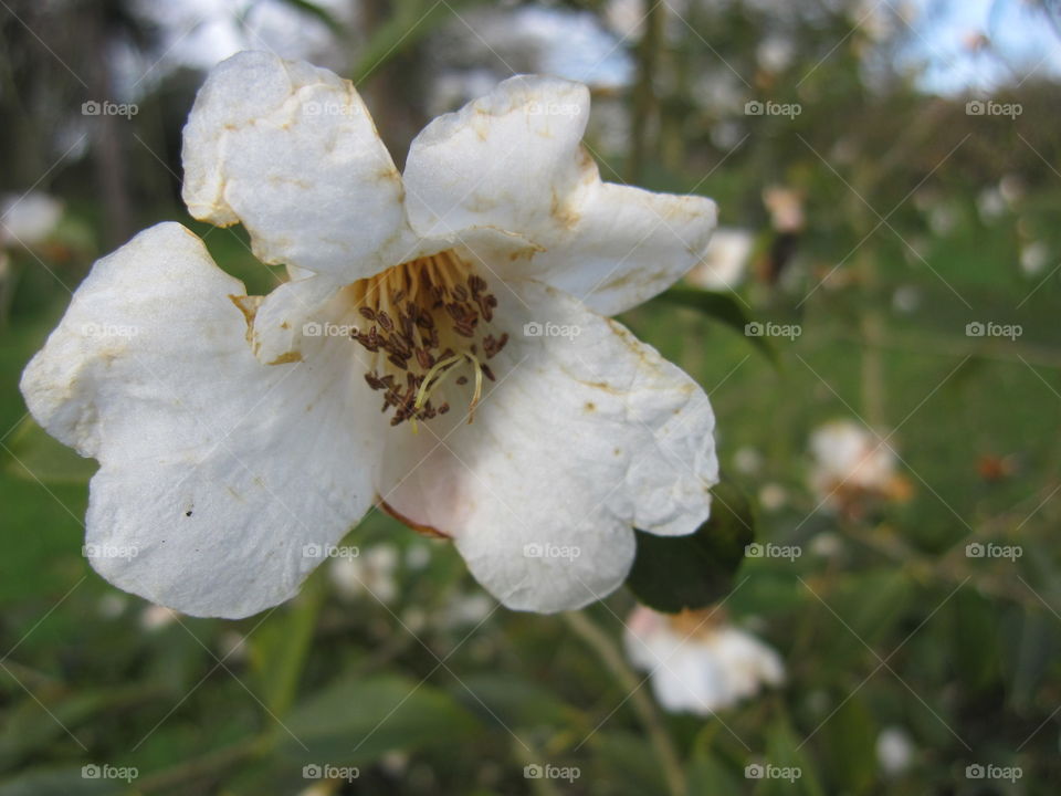 Flower, No Person, Nature, Outdoors, Leaf