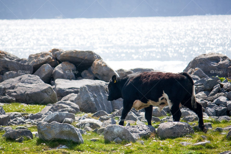 Baby cow in doolin 