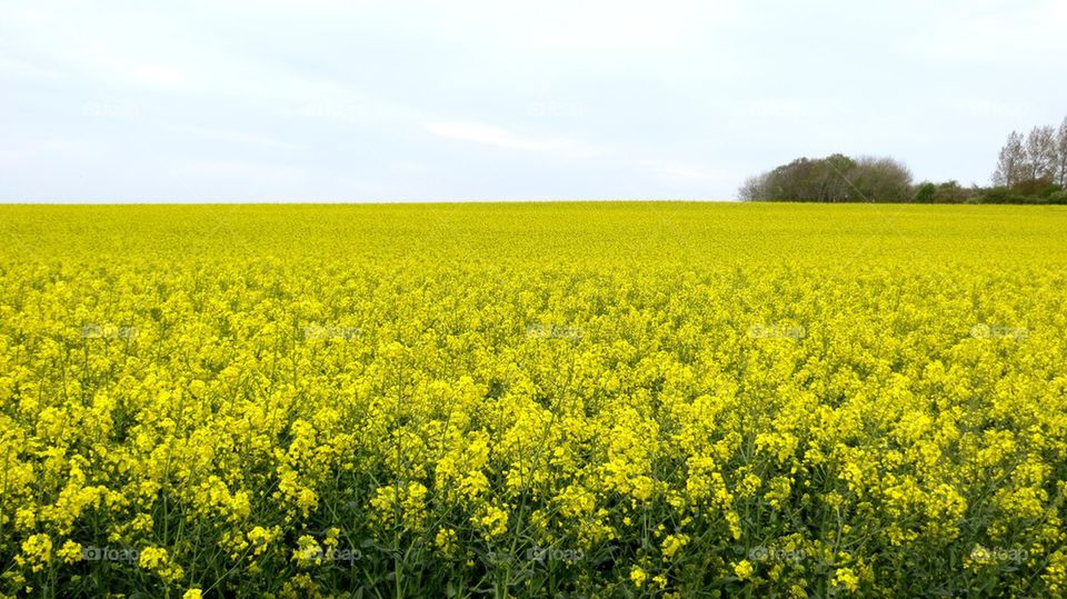 mustard field