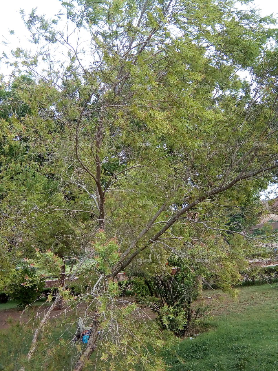 trees in an ancient fort of Bathinda city- a monument protected by Govt Of India- inner part