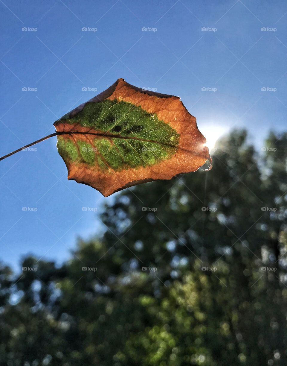 Kiwi Leaf Fall Colors