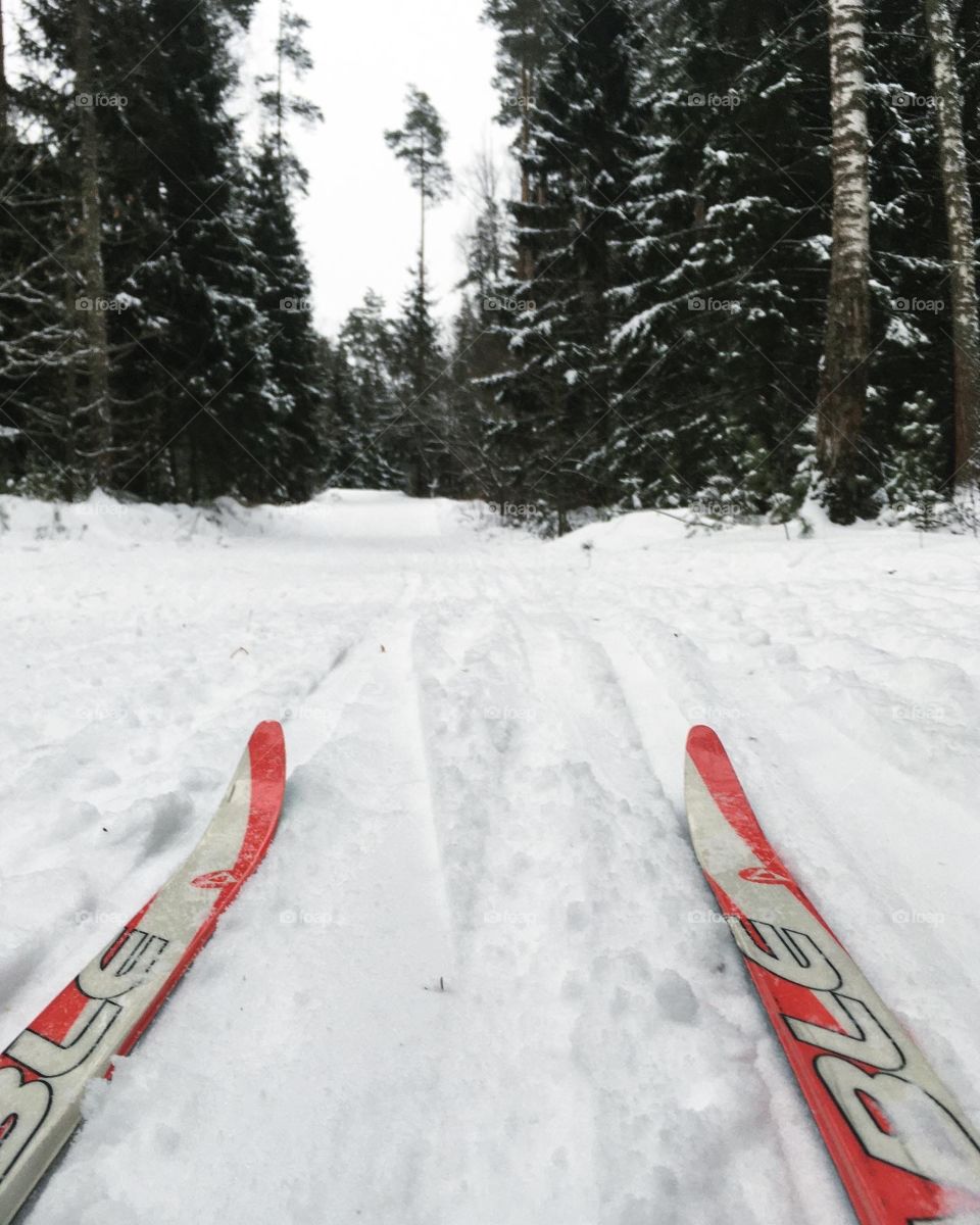 Cross-country skiing in the winter forest