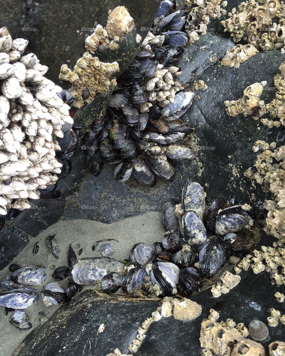 Coastal shellfish 