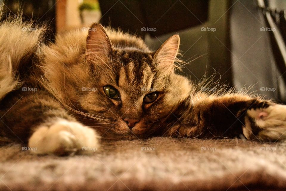 Close-up of cat relaxing on carpet