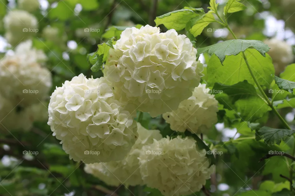hydrangea
