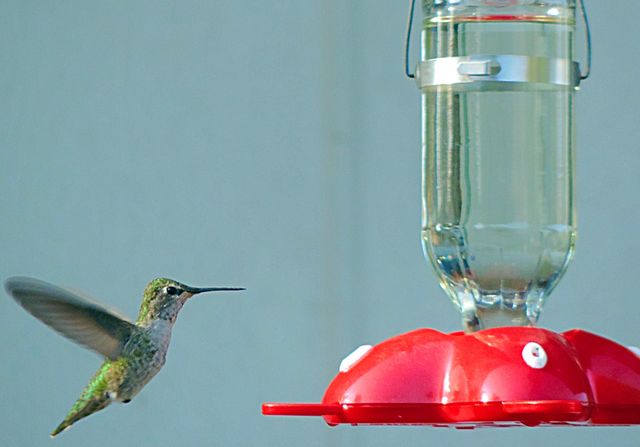 Hummingbird