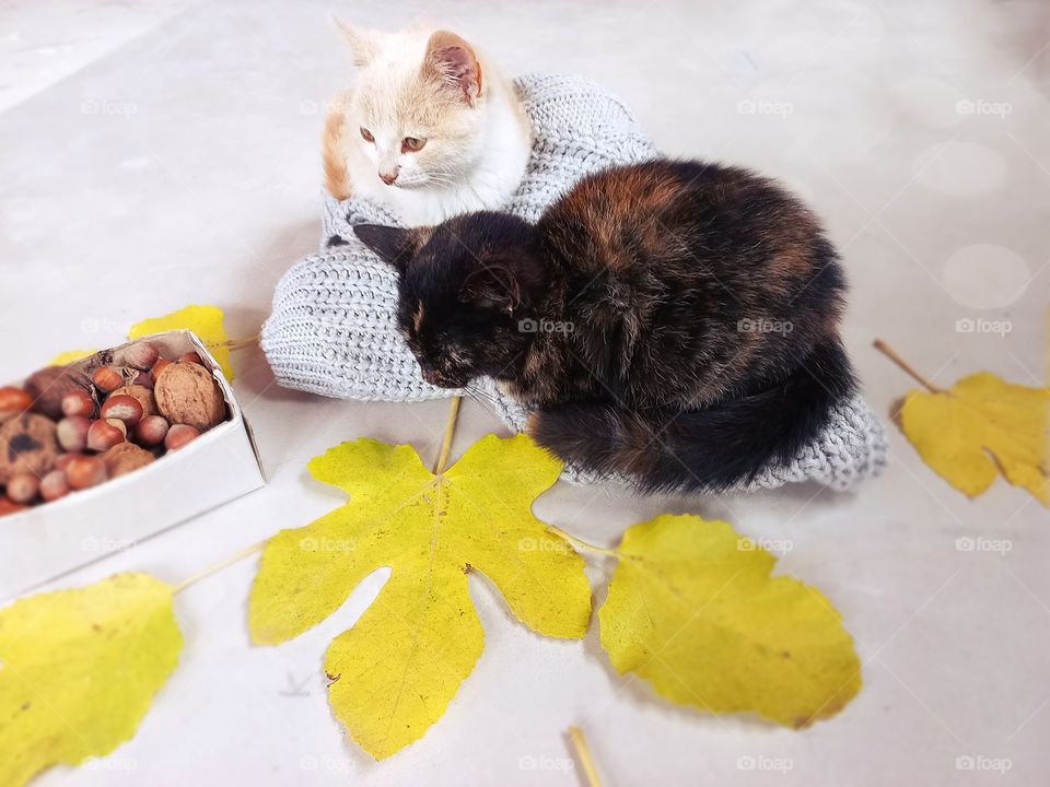 kittens sitting on a warm sweater, and around there are yellow leaves