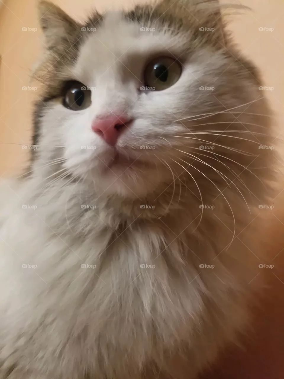 cutie cut