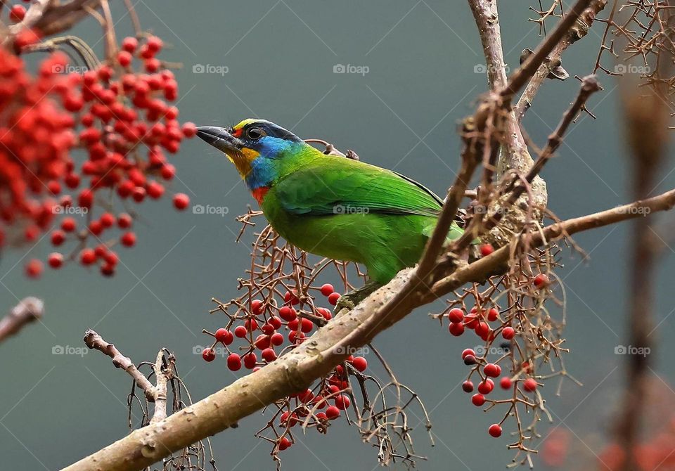 Beautiful and cute bird