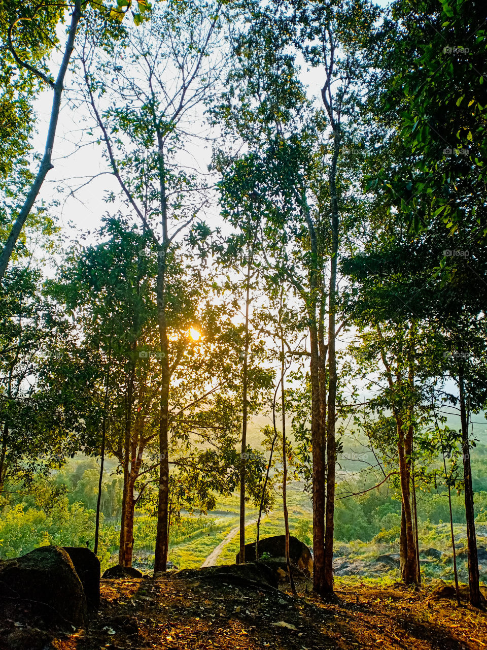 Trees around us

Summer trees in the Asian Flores