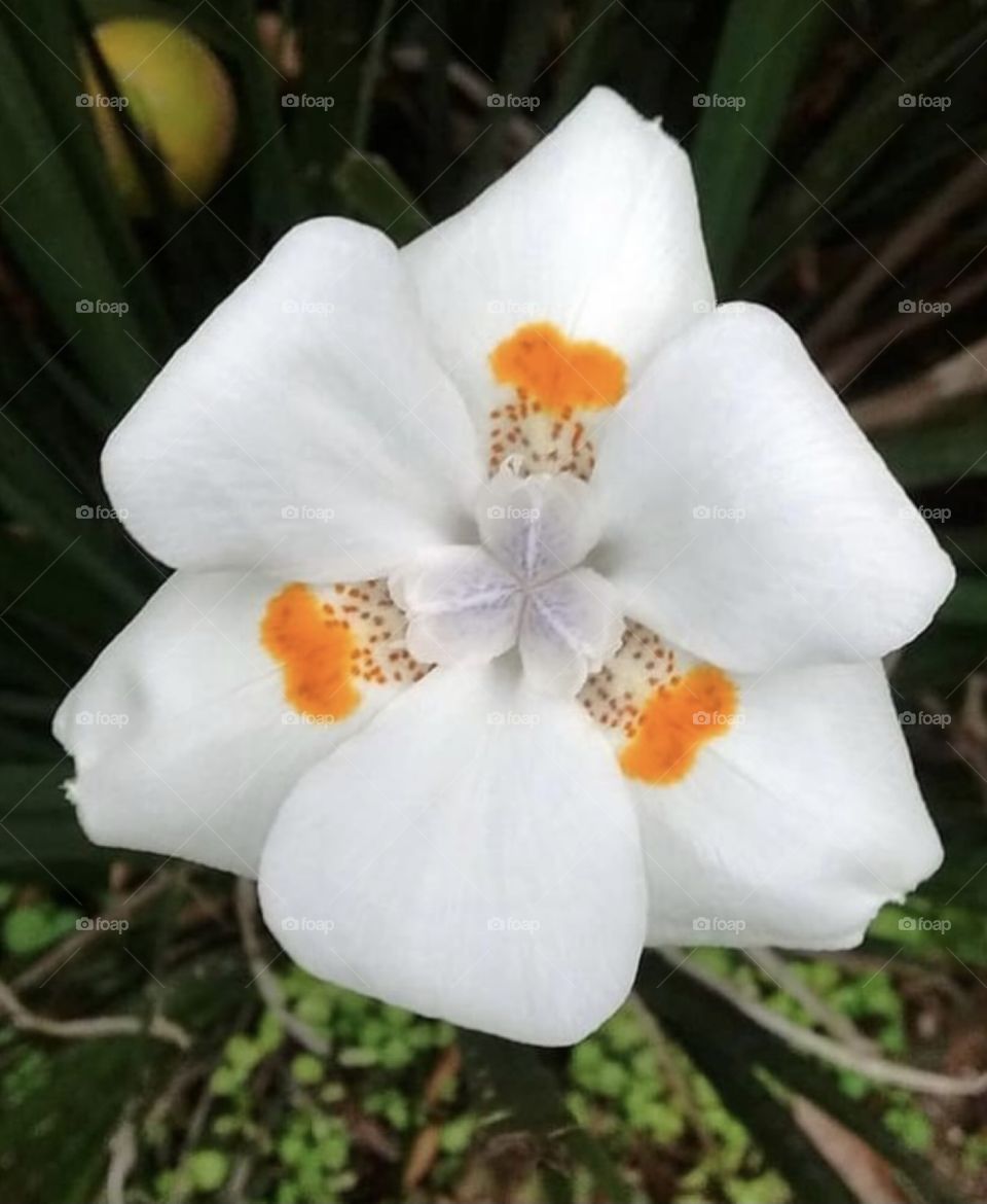 Morays! Very beautiful plants with delicious petals, embellishing bossa canvas. / Moreias! Plantas muito bonitas de pétalas delícias, embelezando bossa tela.